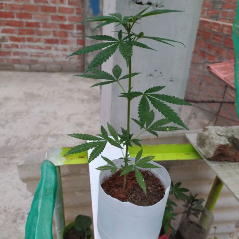 Genética desconocida growlog photo: Apical 9no nudo.
Muestra un crecimiento alto, con brotes pequeños