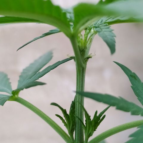 Genética desconocida growlog photo: Apical 9no nudo.
Muestra un crecimiento alto, con brotes pequeños