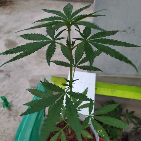 Genética desconocida growlog photo: Apical 9no nudo.
Muestra un crecimiento alto, con brotes pequeños