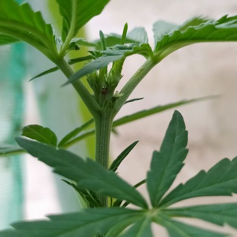 Genética desconocida growlog photo: Apical 9no nudo.
Muestra un crecimiento alto, con brotes pequeños