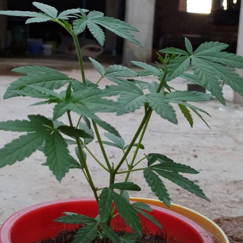 Genética desconocida growlog photo: Apical + 2 apical 