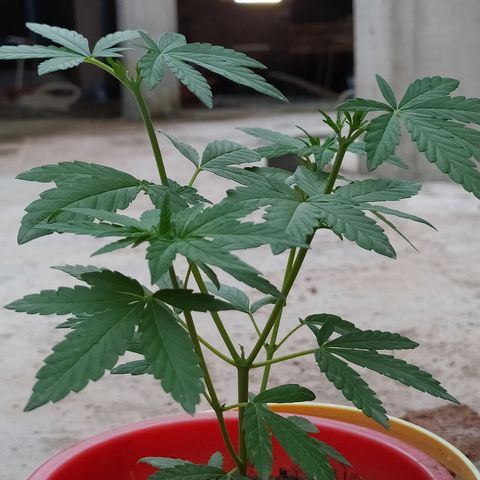 Genética desconocida growlog photo: Apical + 2 apical 