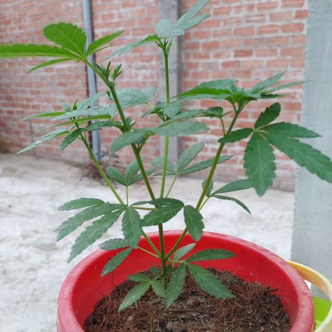 Genética desconocida growlog photo: Apical + 2 apical 