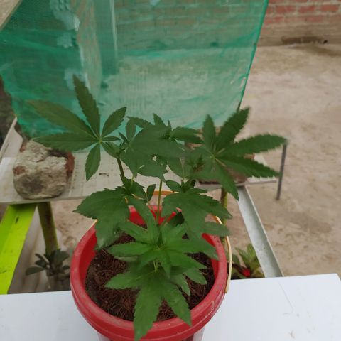 Genética desconocida growlog photo: Apical + 2 apical 