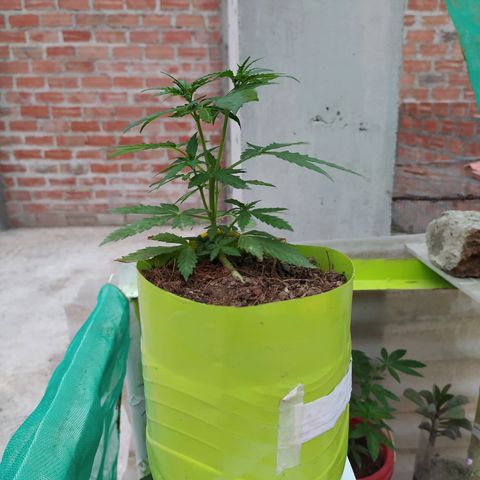 Genética desconocida growlog photo: Lst + Apical
Empiezan a crecer los nuevos brazos superiores e inferiores.  