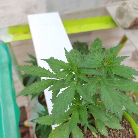 Genética desconocida growlog photo: Lst + Apical
Empiezan a crecer los nuevos brazos superiores e inferiores.  