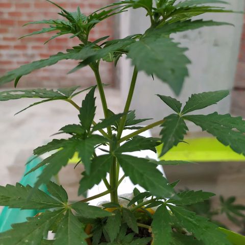 Genética desconocida growlog photo: Lst + Apical
Empiezan a crecer los nuevos brazos superiores e inferiores.  