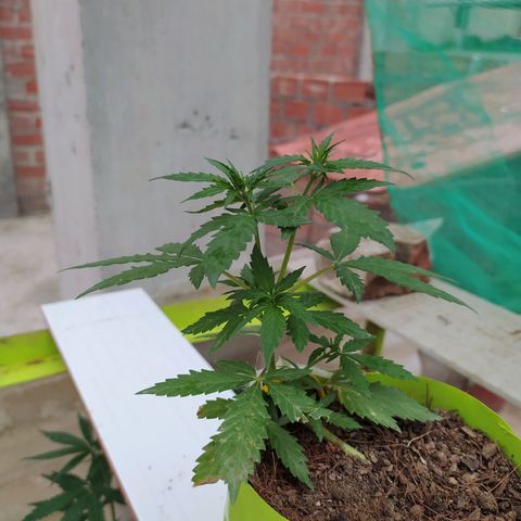 Genética desconocida growlog photo: Lst + Apical
Empiezan a crecer los nuevos brazos superiores e inferiores.  