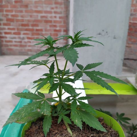 Genética desconocida growlog photo: Lst + Apical
Empiezan a crecer los nuevos brazos superiores e inferiores.  