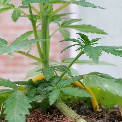 Genética desconocida growlog photo: Lst + Apical
Empiezan a crecer los nuevos brazos superiores e inferiores.  