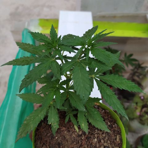Genética desconocida growlog photo: Lst + Apical
Empiezan a crecer los nuevos brazos superiores e inferiores.  