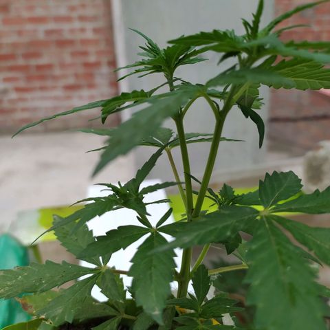 Genética desconocida growlog photo: Lst + Apical
Empiezan a crecer los nuevos brazos superiores e inferiores.  