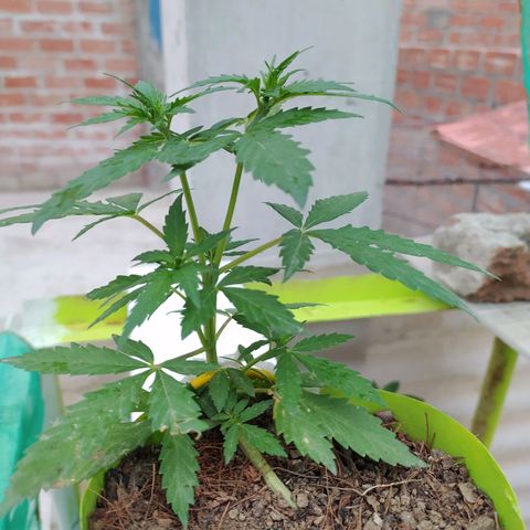 Genética desconocida growlog photo: Lst + Apical
Empiezan a crecer los nuevos brazos superiores e inferiores.  