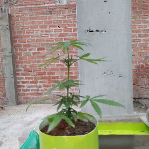 Genética desconocida growlog photo: FIM + Apical 
Bastantes brotes pequeños 