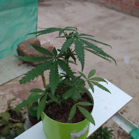 Genética desconocida growlog photo: FIM + Apical 
Bastantes brotes pequeños 