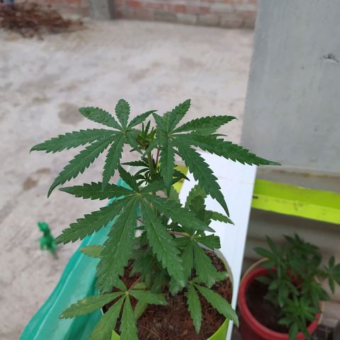 Genética desconocida growlog photo: FIM + Apical 
Bastantes brotes pequeños 