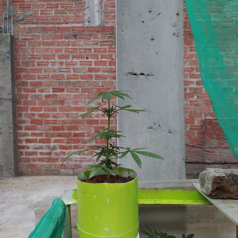 Genética desconocida growlog photo: FIM + Apical 
Bastantes brotes pequeños 
