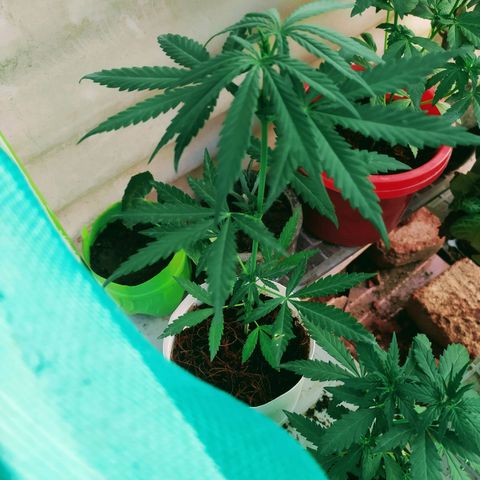 Genética desconocida growlog photo: Se le agregó fertilizantes a las 4 plantas 