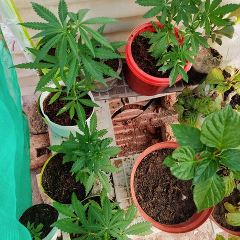 Genética desconocida growlog photo: Se le agregó fertilizantes a las 4 plantas 