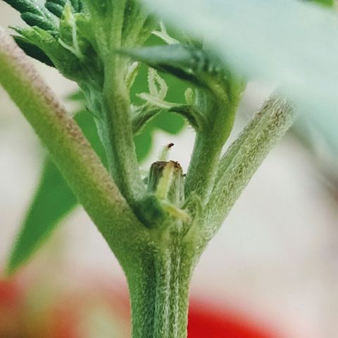 Genética desconocida growlog photo: FIM + Apical 
Empieza a mostrar su sexo.