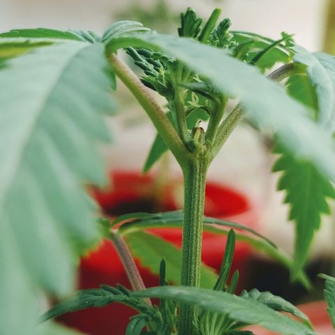 Genética desconocida growlog photo: FIM + Apical 
Empieza a mostrar su sexo.