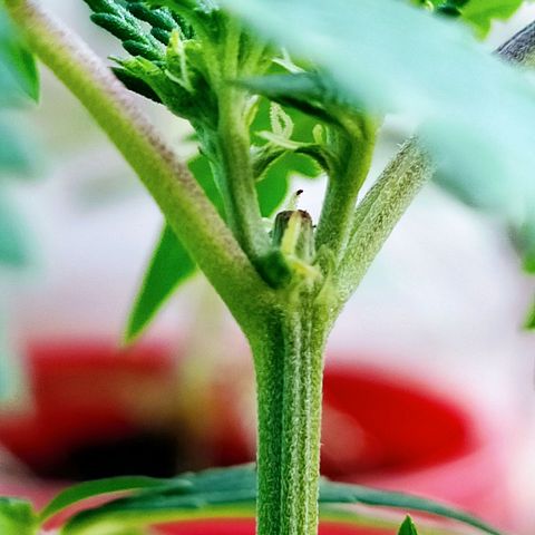 Genética desconocida growlog photo: FIM + Apical 
Empieza a mostrar su sexo.