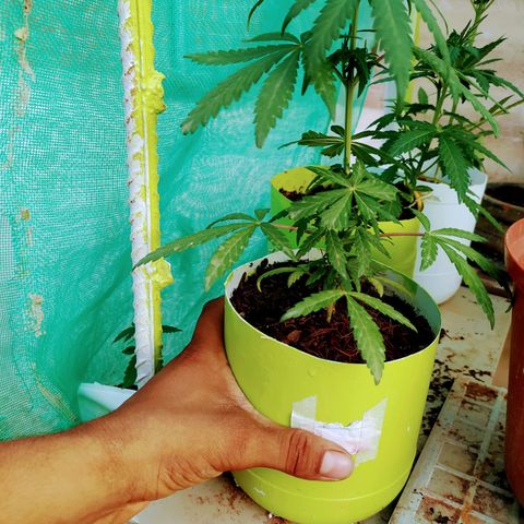 Genética desconocida growlog photo: FIM + Apical 
Empieza a mostrar su sexo.