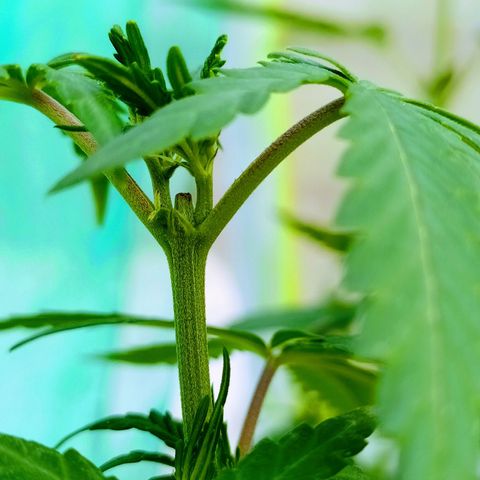 Genética desconocida growlog photo: FIM + Apical 
Empieza a mostrar su sexo.