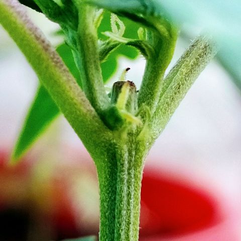 Genética desconocida growlog photo: FIM + Apical 
Empieza a mostrar su sexo.
