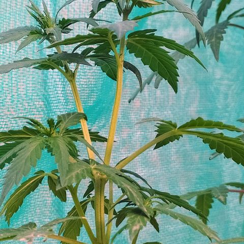 Genética desconocida growlog photo: Lst + Apical.
Muestra una estuctura firme. 