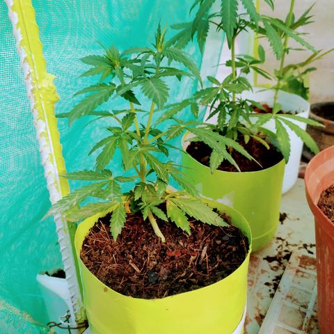 Genética desconocida growlog photo: Lst + Apical.
Muestra una estuctura firme. 