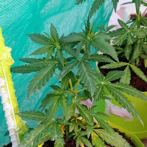 Genética desconocida growlog photo: Lst + Apical.
Muestra una estuctura firme. 