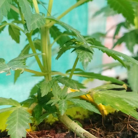 Genética desconocida growlog photo: Lst + Apical.
Muestra una estuctura firme. 