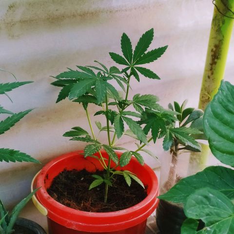Genética desconocida growlog photo: Apical + 2 apical en puntas. 

