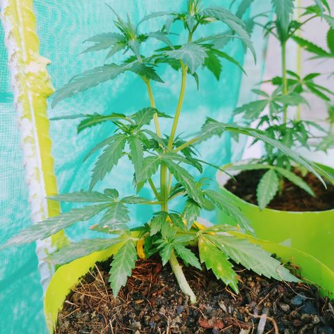 Genética desconocida growlog photo: Lst + Apical.
Muestra una estuctura firme. 