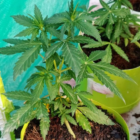 Genética desconocida growlog photo: Lst + Apical.
Muestra una estuctura firme. 