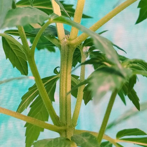 Genética desconocida growlog photo: Lst + Apical.
Muestra una estuctura firme. 