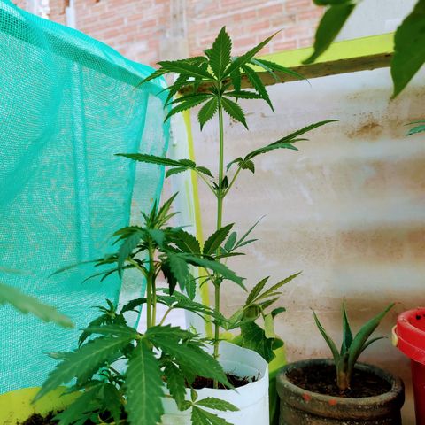 Genética desconocida growlog photo: Apical 9no nudo. 
Empieza a mostrar su sexo 