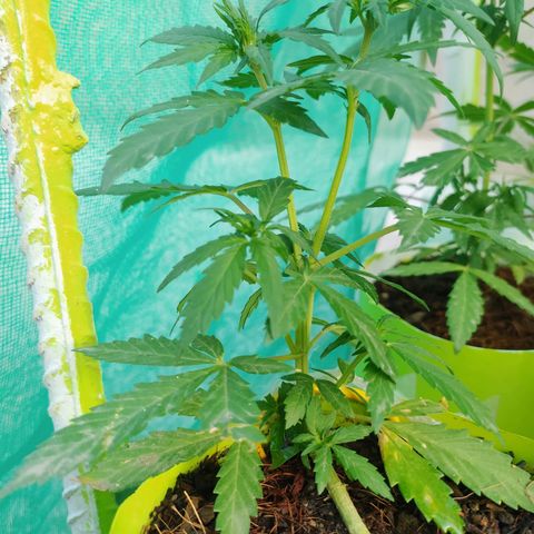 Genética desconocida growlog photo: Lst + Apical.
Muestra una estuctura firme. 