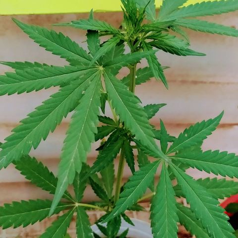 Genética desconocida growlog photo: Apical 9no nudo 

Empieza la preflora. 
