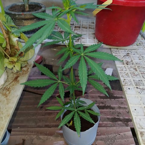 Genética desconocida growlog photo: Apical 9no nudo 

Empieza la preflora. 