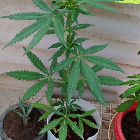 Genética desconocida growlog photo: Apical 9no nudo 

Empieza la preflora. 
