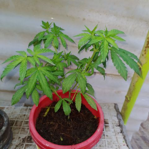 Genética desconocida growlog photo: Apical + 2apical ramas superiores + 2apical  ramas inferiores. 