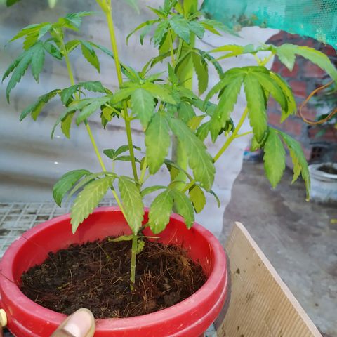 Genética desconocida growlog photo: Apical + 2apical ramas superiores + 2apical  ramas inferiores. 