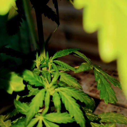 Genética desconocida growlog photo: FIM + Apical 

Empieza el periodo de preflora.