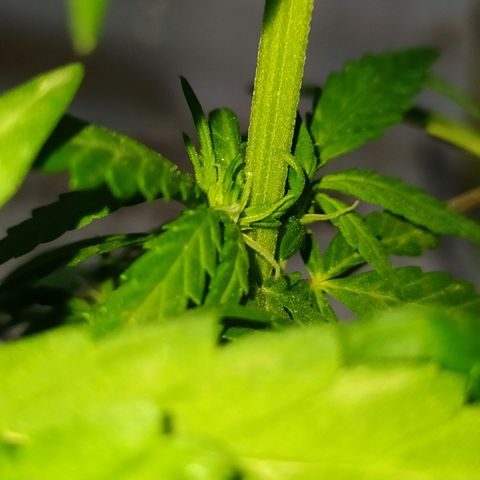 Genética desconocida growlog photo: FIM + Apical 

Empieza el periodo de preflora.