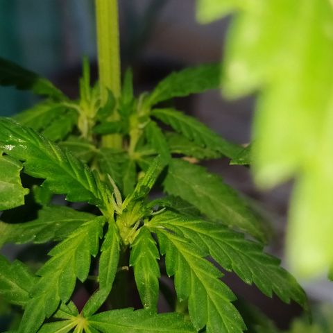 Genética desconocida growlog photo: FIM + Apical 

Empieza el periodo de preflora.