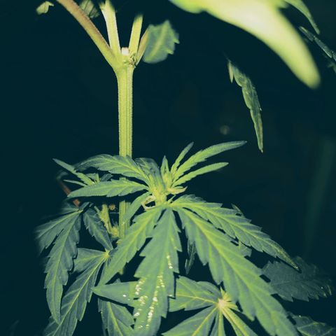 Genética desconocida growlog photo: FIM + Apical 

Empieza el periodo de preflora.