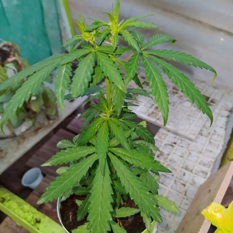 Genética desconocida growlog photo: FIM + Apical 

Empieza el periodo de preflora.