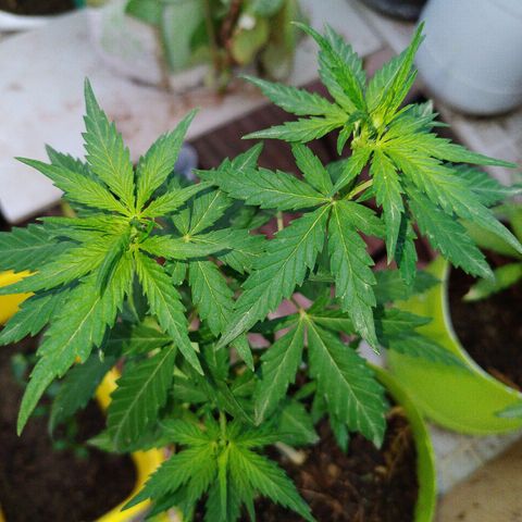 Genética desconocida growlog photo: LST + Apical 

Al parecer empeiza el periodo de flora. 
